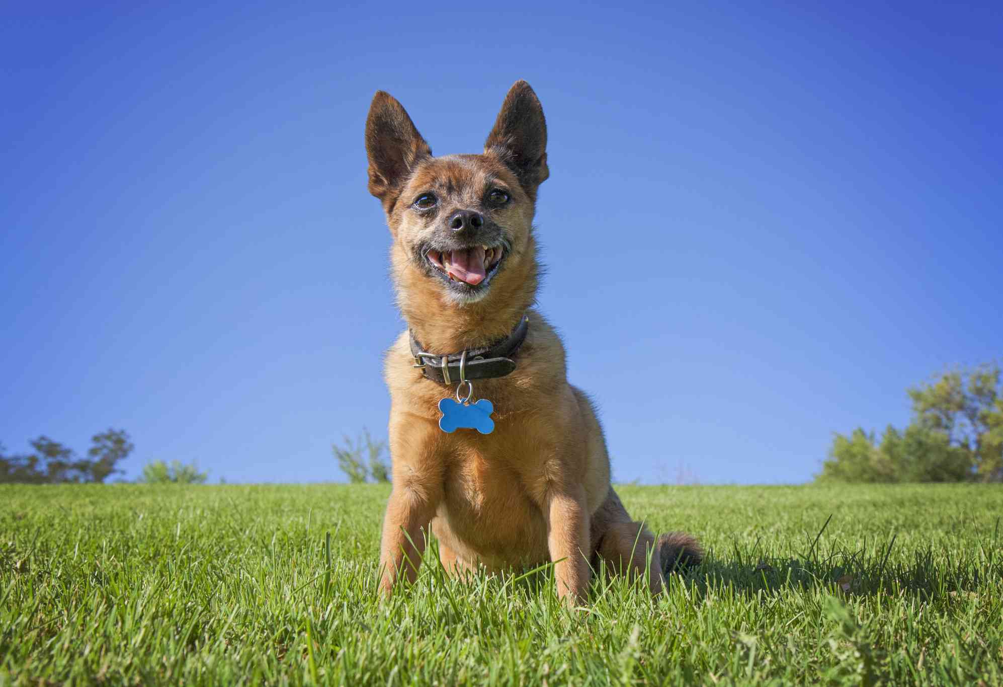 Dog tag with collar