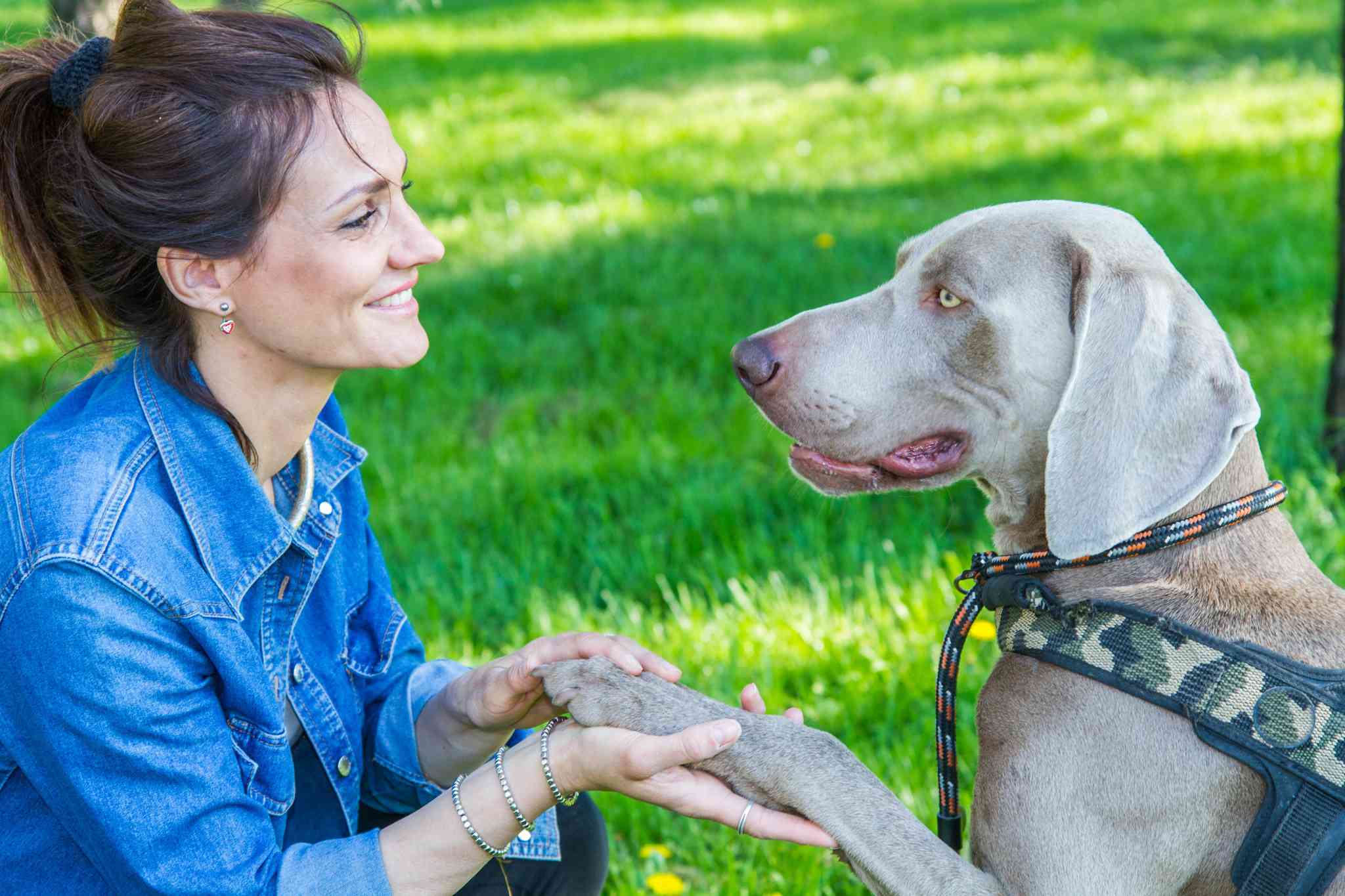 Professional Pet Services